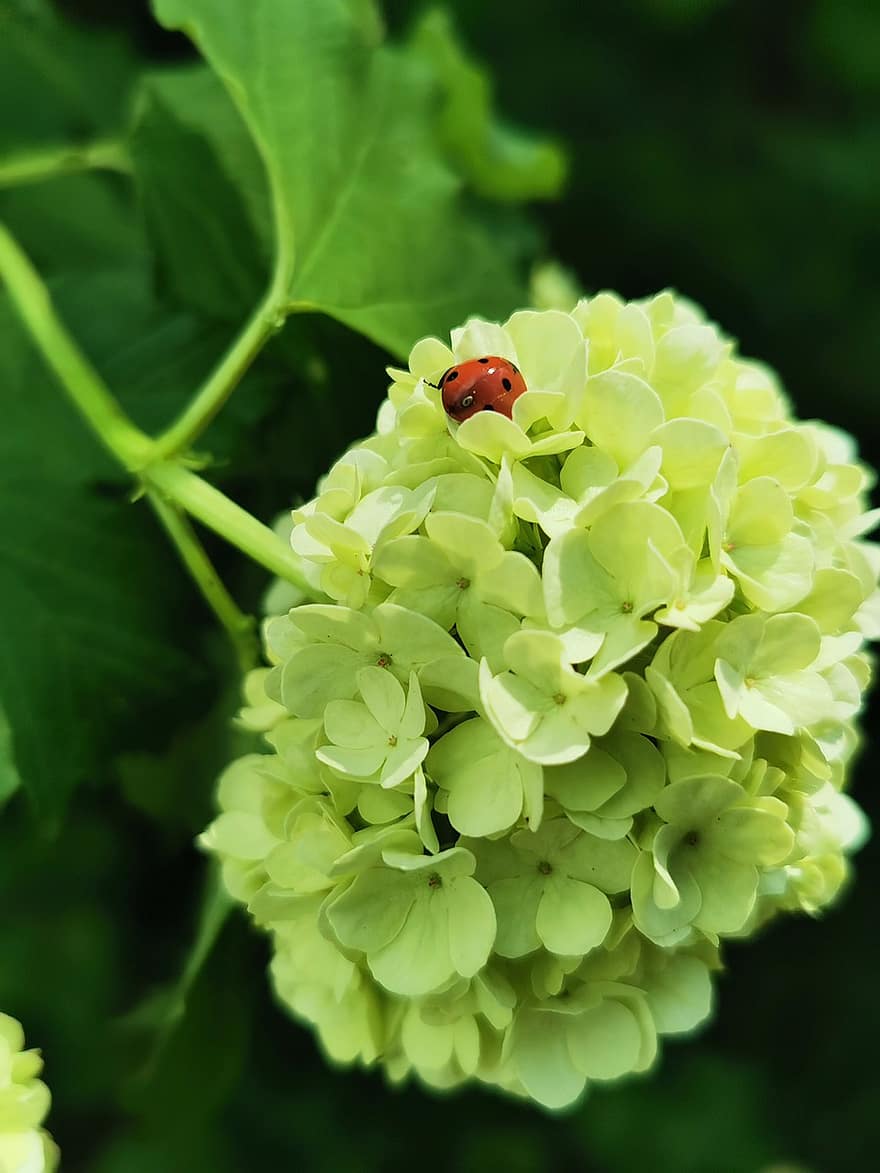 hydrangea, bunga-bunga, kepik, kumbang kecil, kumbang, serangga, kelopak, berkembang, menanam, alam
