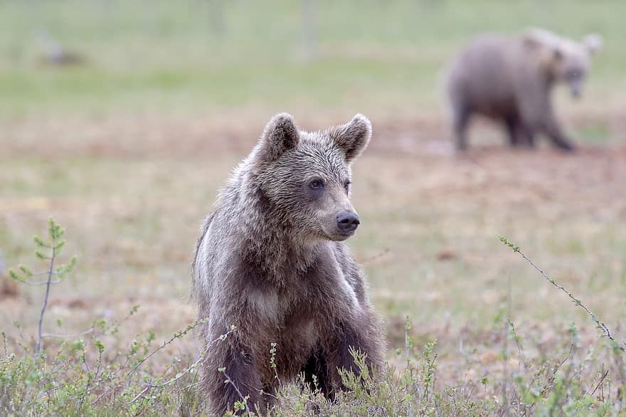 brun bjørn, bære, bjørnub, dyr, omnivore, rovdyr, farligt, pattedyr, natur, dyreliv