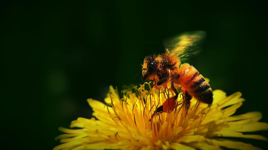 tapeta hd, pszczoła miodna, mniszek lekarski, zapylanie, pszczoła, owad, zwierzę, kwiat, makro, ścieśniać, Tapeta