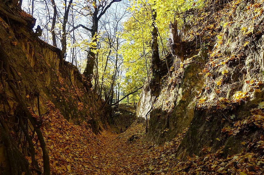 Příroda, venku, cestovat, průzkum, Polsko, sandomierz, rokle, Jadwiga's Gorge, podzim