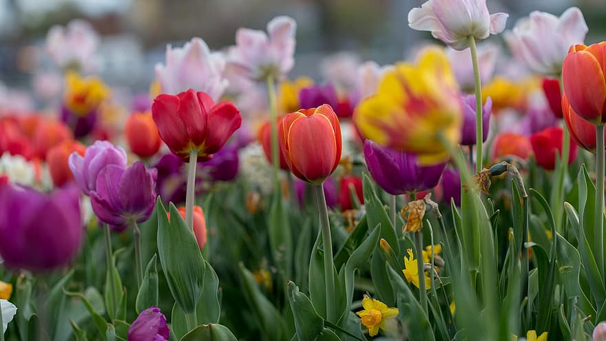 tulip, bunga-bunga, tanaman, kelopak, berkembang, flora, taman, hamparan bunga, alam, bunga tulp, bunga
