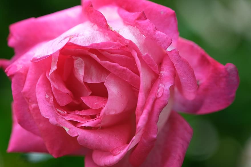 Rose, blomst, forår, natur, kronblade, pink rose, pink kronblade