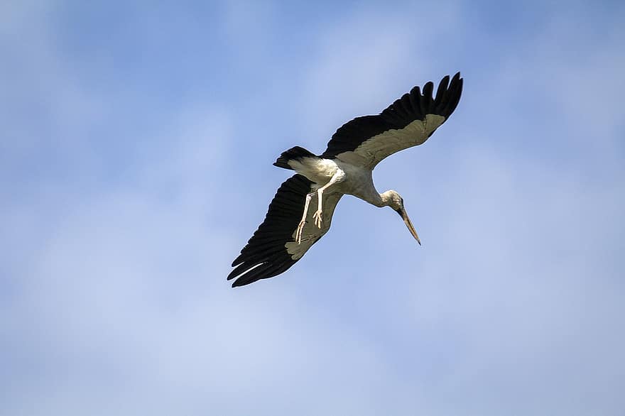 Bird, Stork, Flying, Wingspan