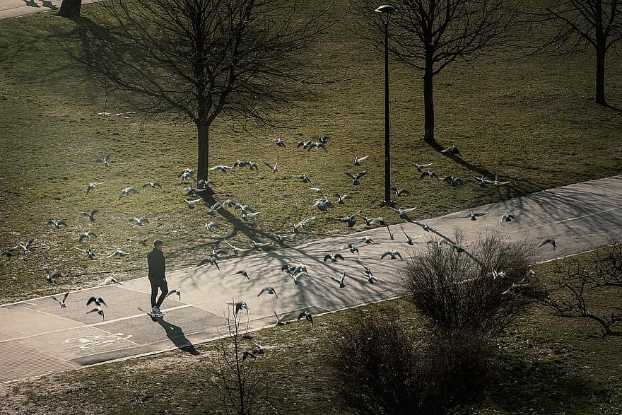 uccelli, piccioni, parco, a piedi, uomo, Cracovia, albero, inverno, erba, uomini, paesaggio