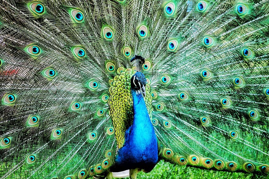 นก, นกยูง, ธรรมชาติ, ขน, หลายสี, สีน้ำเงิน, สัตว์ตัวผู้, ใกล้ชิด, หาง, จะงอยปาก, สีเขียว