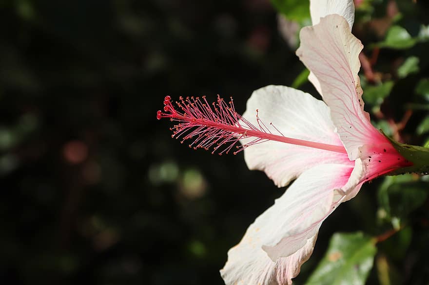 ibišek, květ, pestík, okvětní lístky, bílá květina, malvaceae, rostlina, tropický, exotický, flóra, zahrada