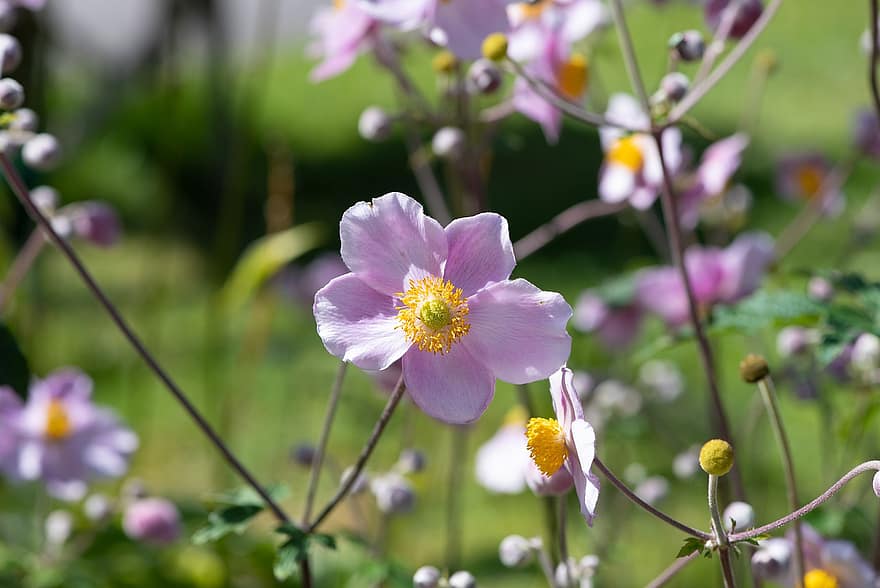 japoński anemon, anemon, kwiat, upaść anemon, płatki, kwitnąć, roślina, roślina kwitnąca, roślina ozdobna, ogród, Natura