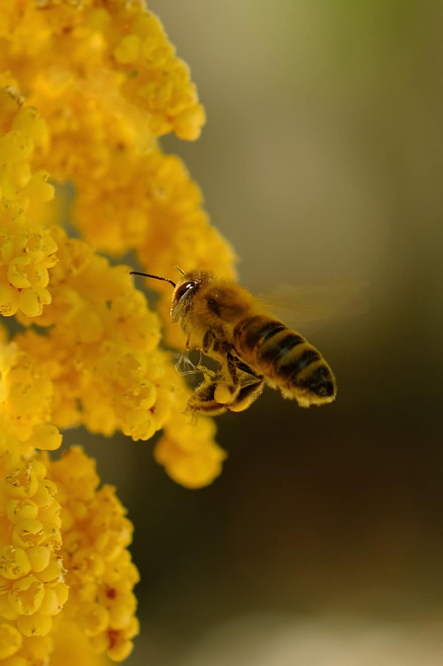 ผึ้ง, แมลง, ผสมเกสรดอกไม้, การผสมเกสรดอกไม้, ดอกไม้, แมลงปีก, ปีก, ธรรมชาติ, Hymenoptera, กีฏวิทยา, แมโคร