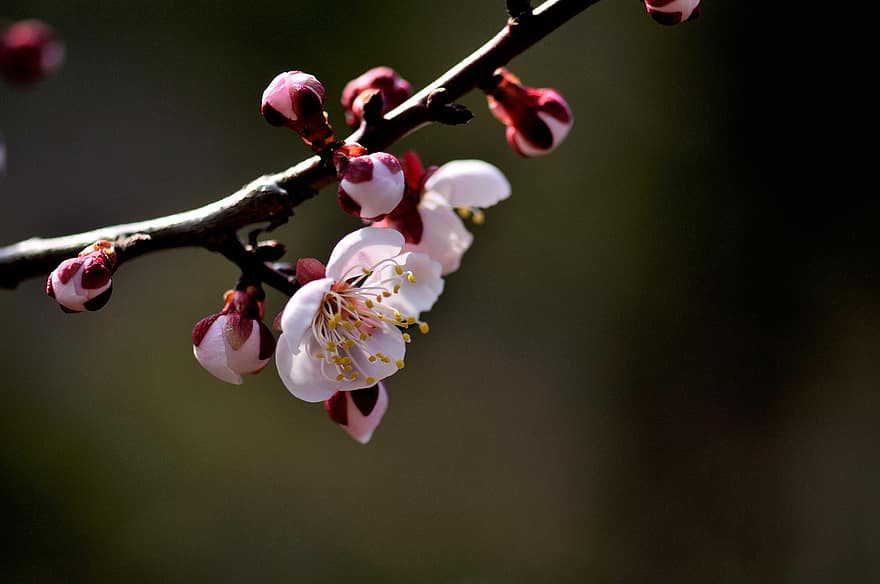 Třešňový květ, sakura, strom, větev, květiny, květ, kvetoucí strom, Příroda