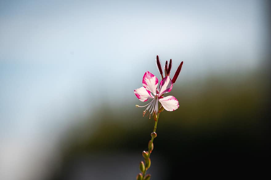 floare, a inflori, Oenothera Lindheimeri, Floarea lui Lindheimer, Gaura albă, roz gaura, Clockweed lui Lindheimer, Pană indiană, a închide, plantă, petală