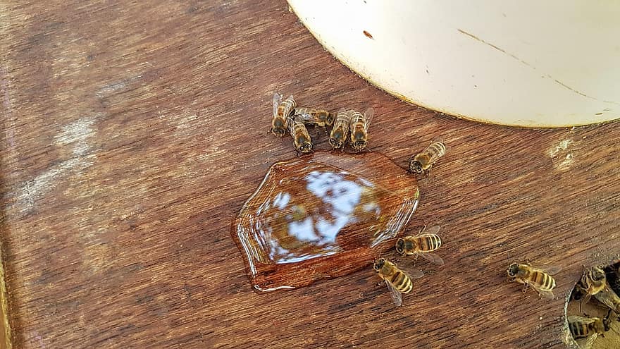 Bienen, Honig, Insekt, Entomologie