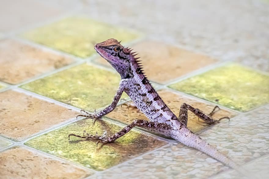 Lizard, Forest, Garden, Calotes Emma, Reptile, Animal, Zoology, Wildlife, Floor, Stone, Plate