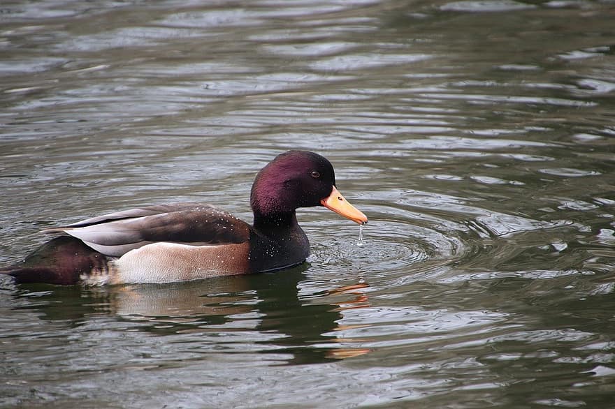 mallard, duck, bird, nature, animal, beak, feather, pond, outdoors, animals in the wild, water bird