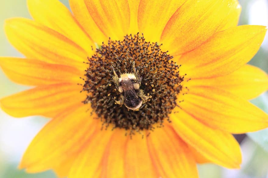 hummel, solros, pollen, pollinera, pollinering, bi, Hymenoptera, insekt, blomma, flora, fauna