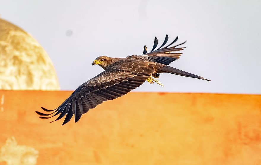 Águila volando, pájaro, águila, raptor, cometa, depredador, fauna silvestre, animal, ornitología, ave de rapiña, pluma
