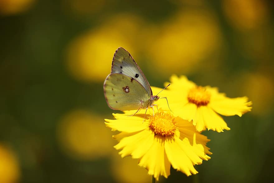 तितली, पीले फूल पर, सहज रूप से, मूंछ