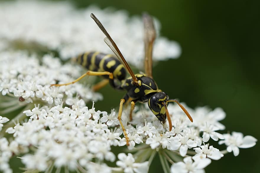 紙のハチ、昆虫、受粉する、政治家、受粉、花、翼のある昆虫、翼、自然、膜翅目、昆虫学