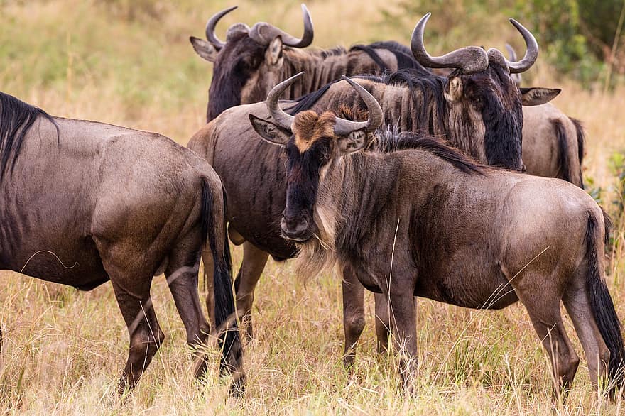 Wildebeests, Animals, Safari, Gnus, Mammals, Herbivore, Wildlife, Horns, Fauna, Field, Meadow