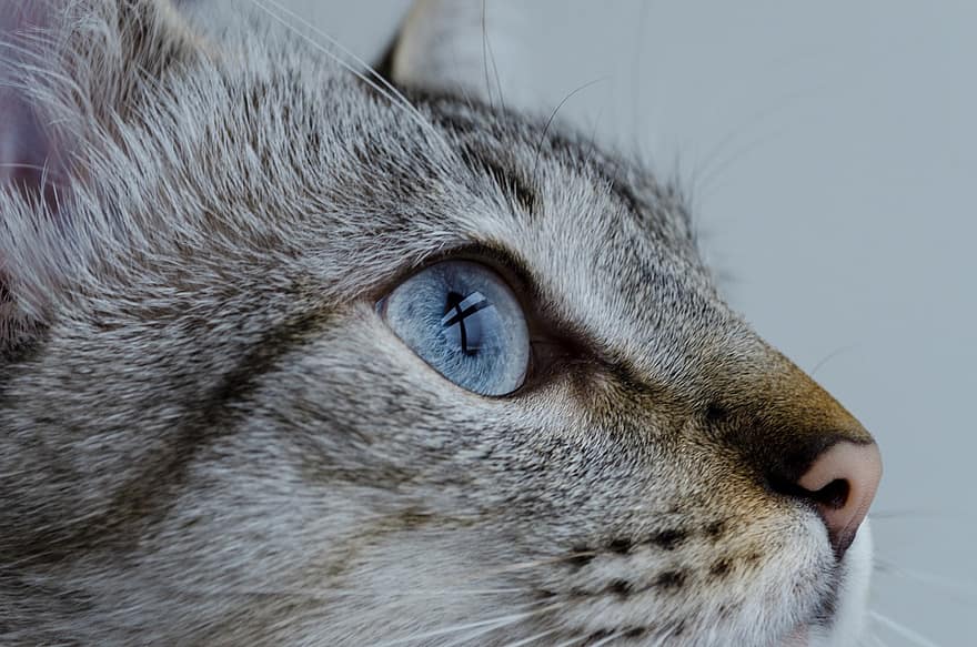 kočka, dívej se, Kočkovitý, domácí zvíře, oči, zvíře, portrét, průhled, tvář, Krásná, oko