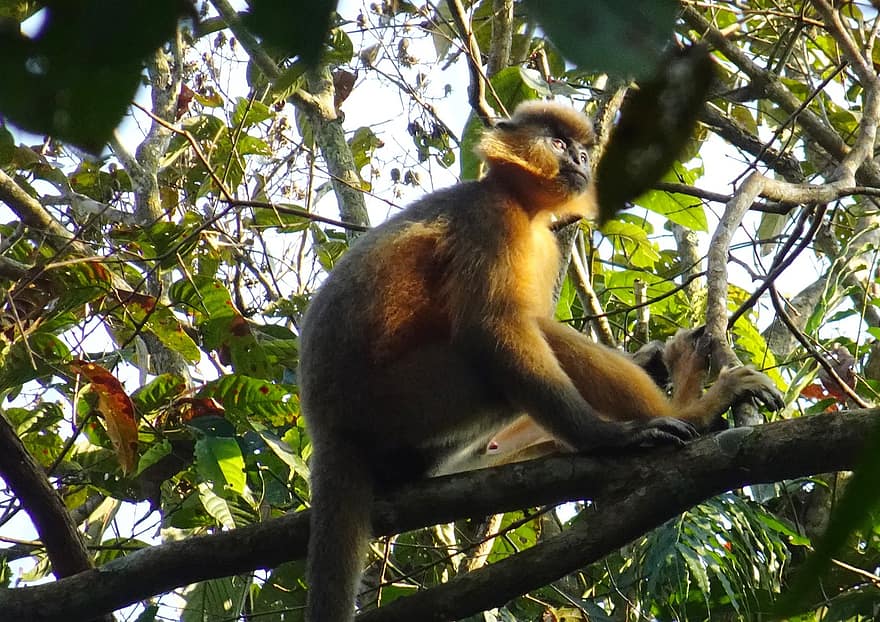 eläin, villi, Trachypithecus Pileatus, apina, kädellinen, villieläimet, metsä, Assam, puu, eläimiä, trooppinen sademetsä