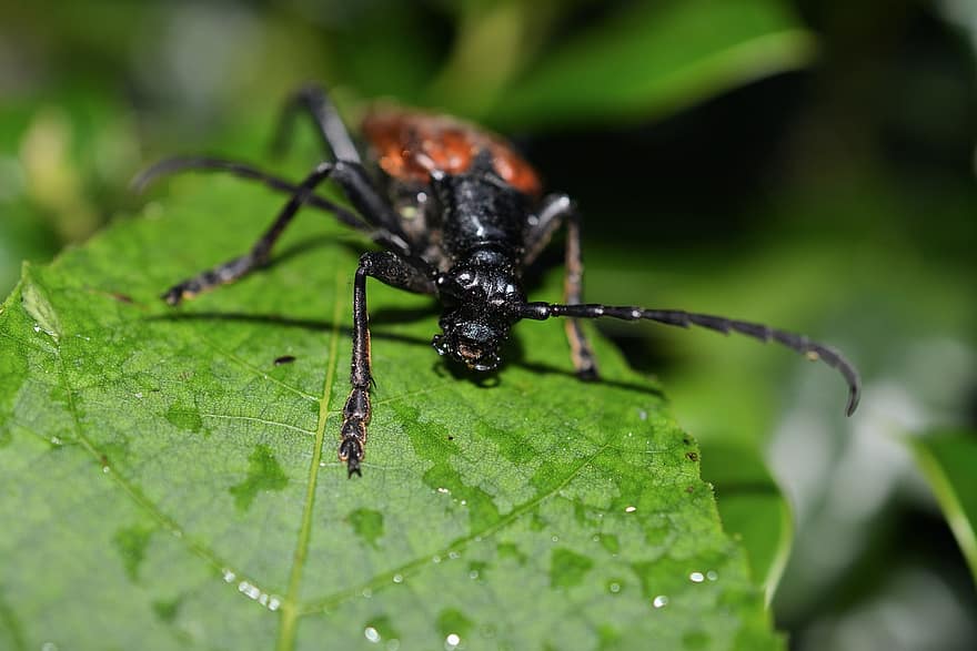 stenurella melanura, bille, insekt, dyr, blad, bug, fauna, entomologi, natur
