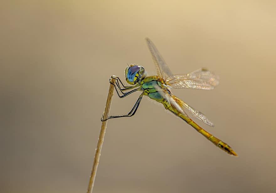 Dragonfly, Insect, Animal, Yellow-winged Darter, Darter Dragonfly, Sympetrum Flaveolum, Wings, Twig, Branch, Nature, close-up