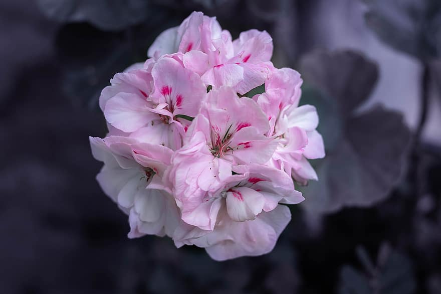 pelargonier, Pink pelargonier, Pelargonium, Geraniaceae, lyserøde blomster, flor, blomstre, flora, blomsterdyrkning, havebrug, blomster