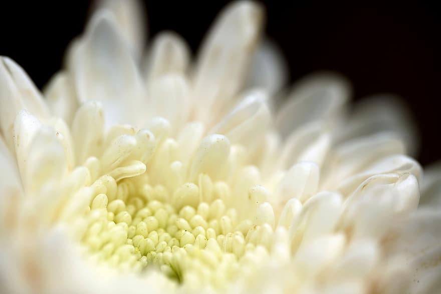 crisantemo, flor, flor blanca, pétalos, pétalos blancos, floración, planta, flora, naturaleza