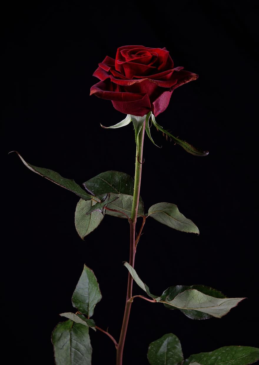 reste sig, blomma, växt, alla hjärtans dag, gåva, romantik, romantisk, kärlek, röd ros, röd blomma, löv