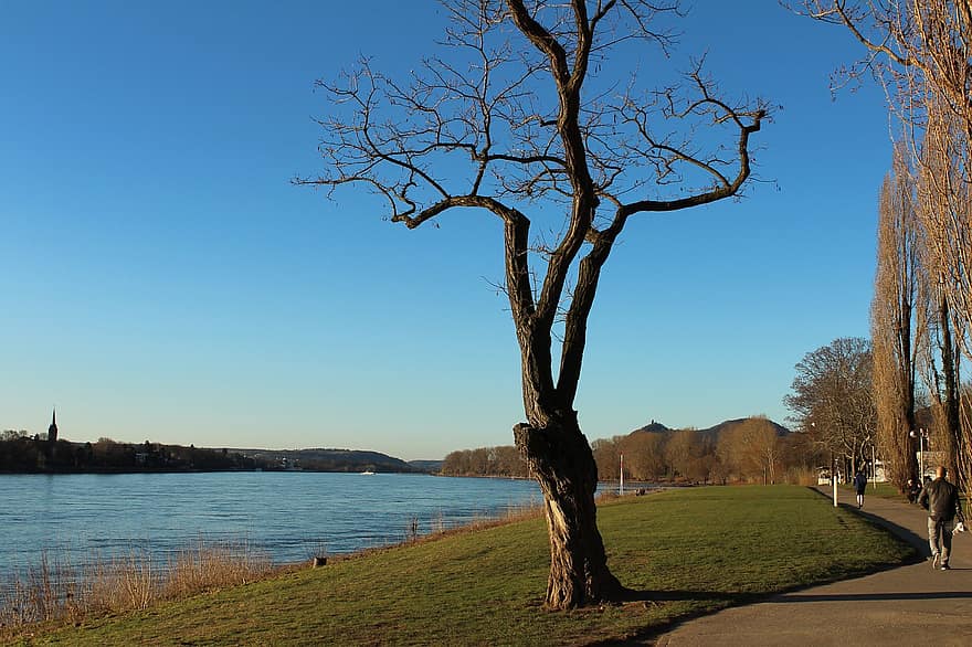 Baum, Flussufer, einsam, Rhein, See, Herbst, Blau, Jahreszeit, Landschaft, Wald, Sommer-