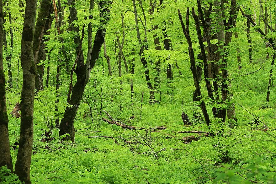 pohon, hutan, alam, hijau abadi, wallpaper hd, Wallpaper 4k, muda, warna hijau, daun, menanam, pemandangan
