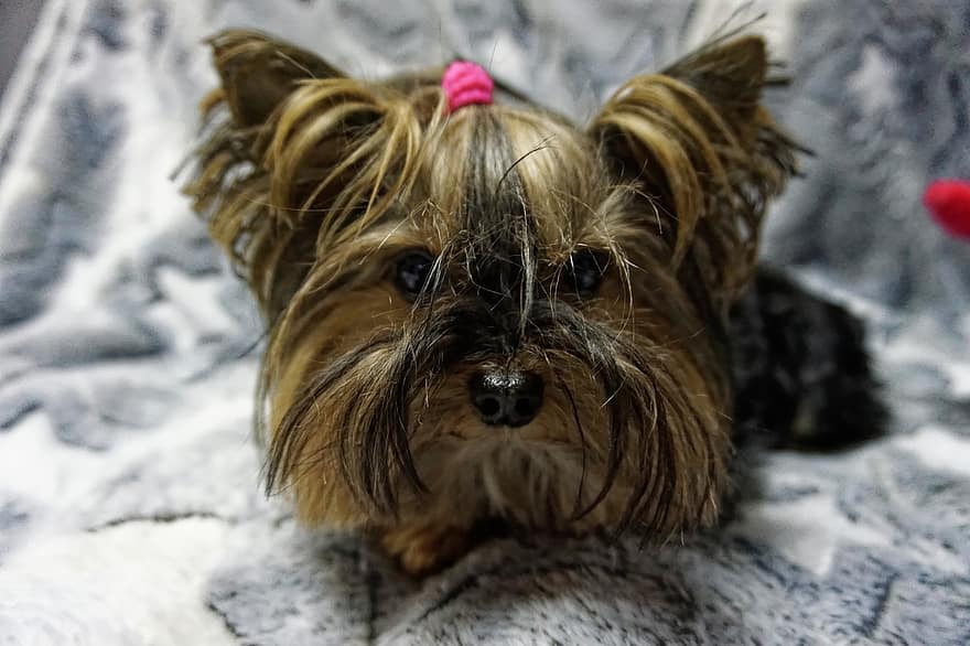 Yorkshire Terrier, Dog, Pet, Animal, Terrier, Yorkie, Domestic, Canine, pets, cute, small