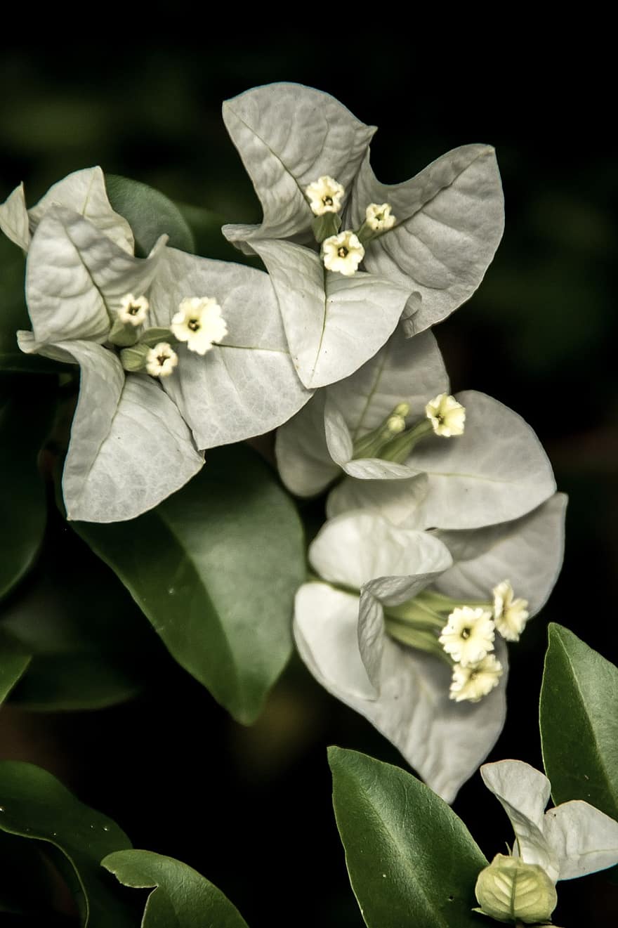 бугенвилия, цвете, разцвет, бял, градина, pixabay
