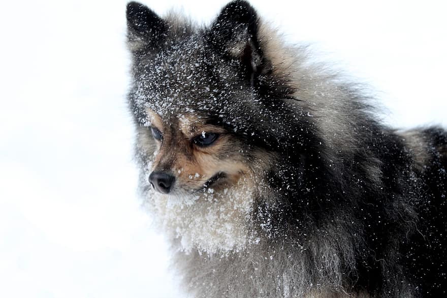 pomeranian, chó, tuyết, mùa đông, vật nuôi, thú vật, trong nước, răng nanh, động vật có vú, lông tơ, dễ thương