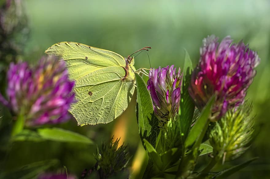 Butterfly, Flower, Pollinate, Pollination, Common Brimstone, Insect, Winged Insect, Butterfly Wings, Bloom, Blossom, Flora