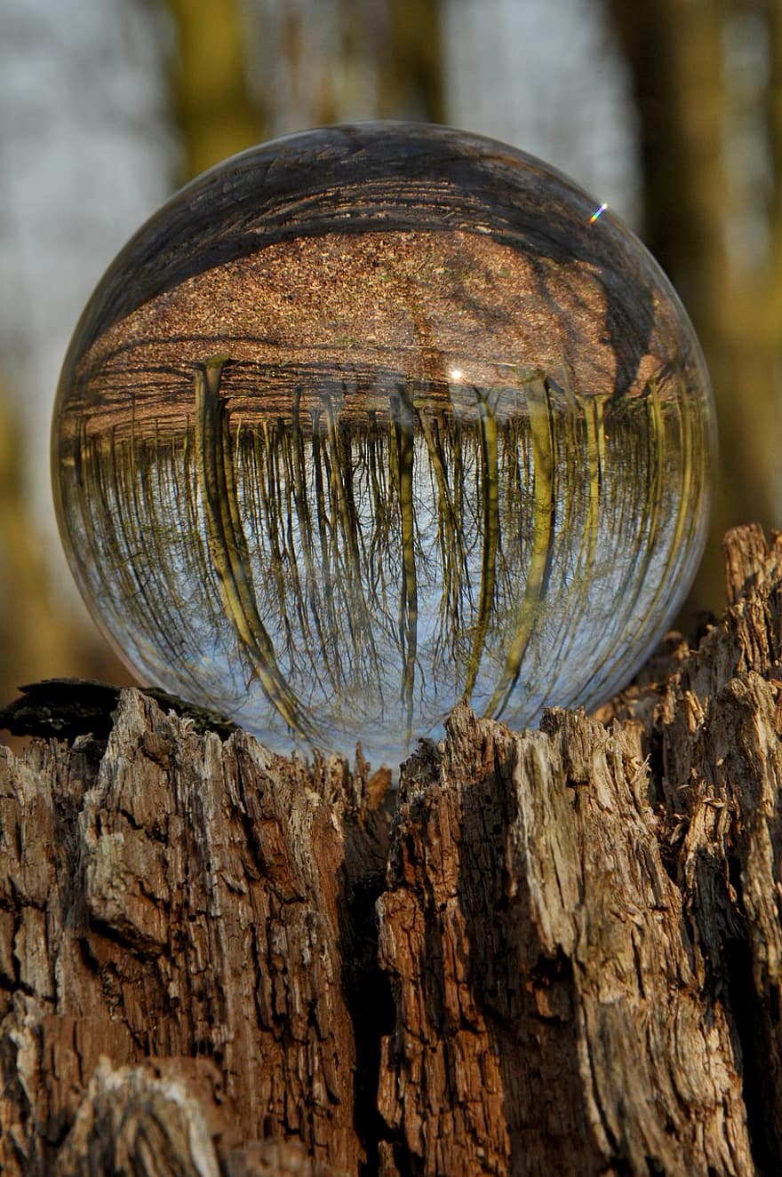 Trees, Forest, Wood, Texture, Outdoors, close-up, tree, environment, old, wet, glass