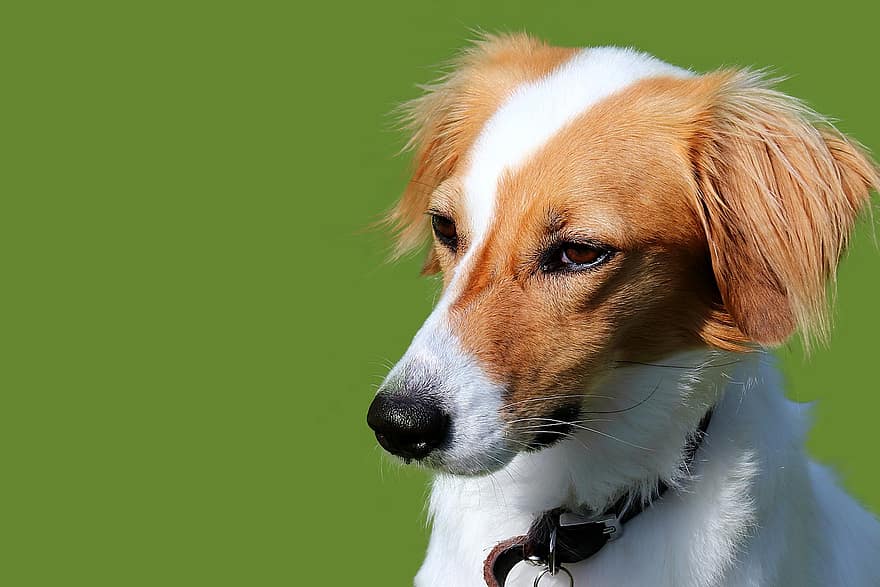 cão, breton epagneul, bretanha, animal doméstico, animal, canino, pets, fofa, cão de raça pura, cachorro, animais domésticos