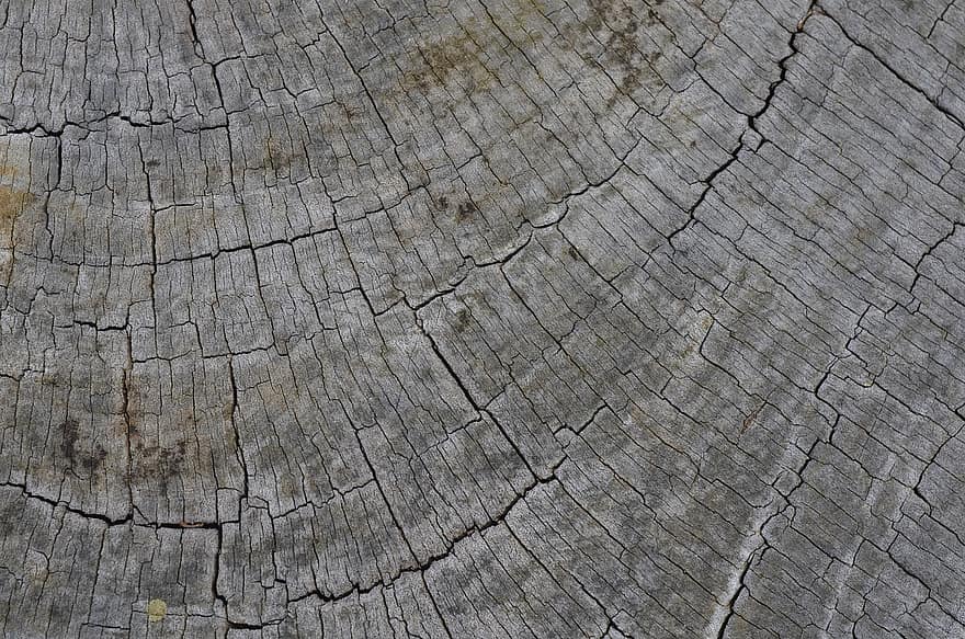 дървен материал, дърво, текстура, заден план, модел, напречно сечение, фонове, гора, дънер, стар, едър план