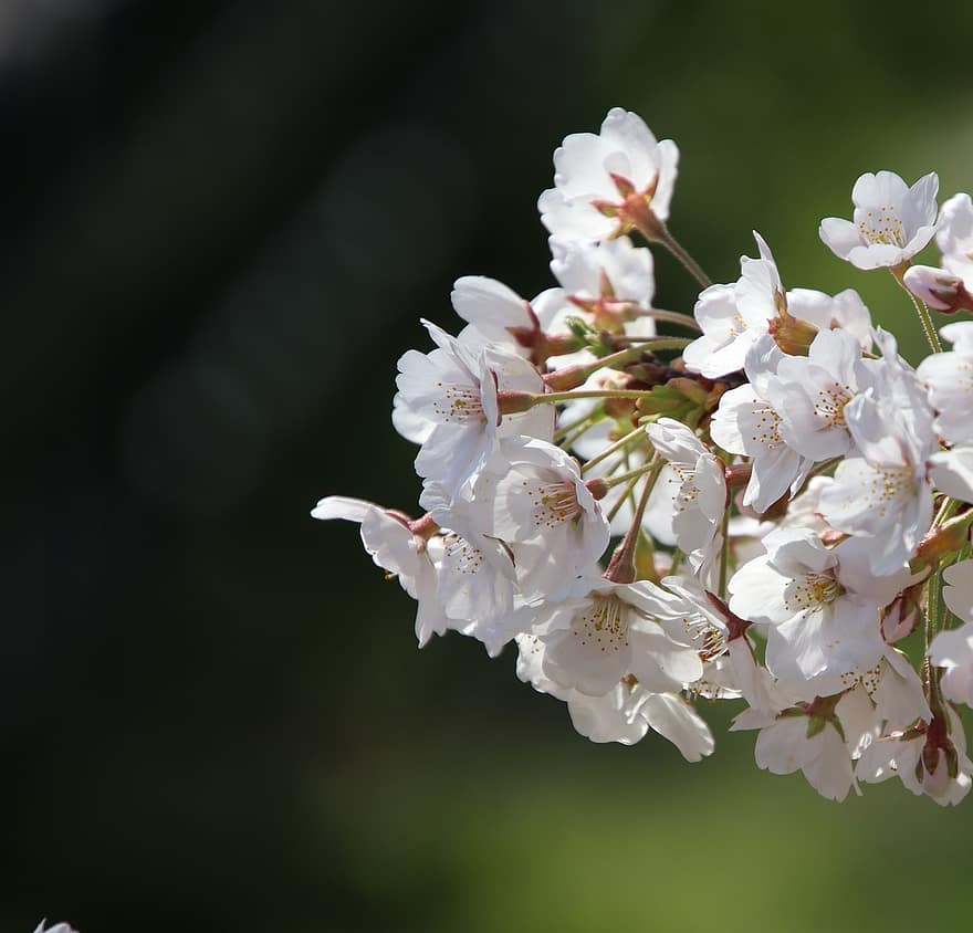 körsbärsblommor, blommor, vår, vita blommor, blomma, sakura, flora, körsbärsträd, gren, vårsäsong, natur