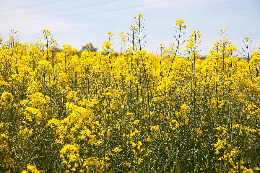 Rapeseed, Field, Nature, Bloom, Blossom, Botany, Growth, Outdoors, Yellow, Flowering, Flowers