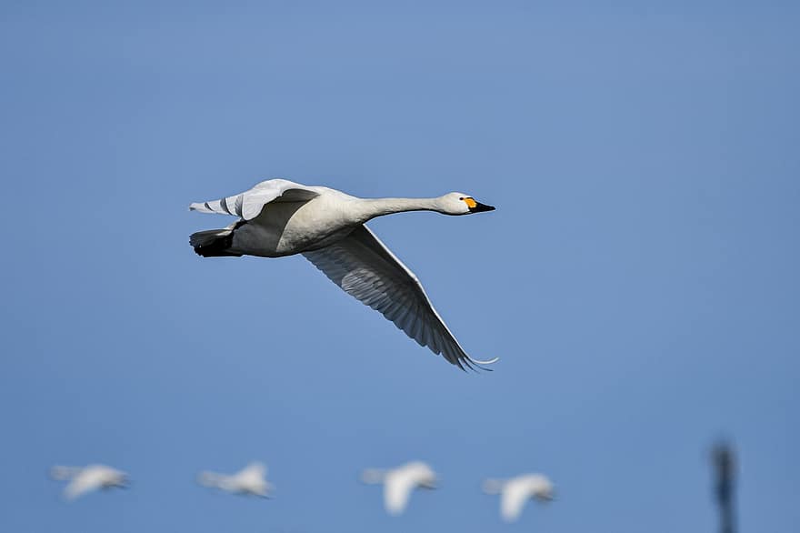 Swan, Bird, Flying, Sky, Waterfowl, Water Bird, Aquatic Bird, Animal, Plumage, Wings, Flight