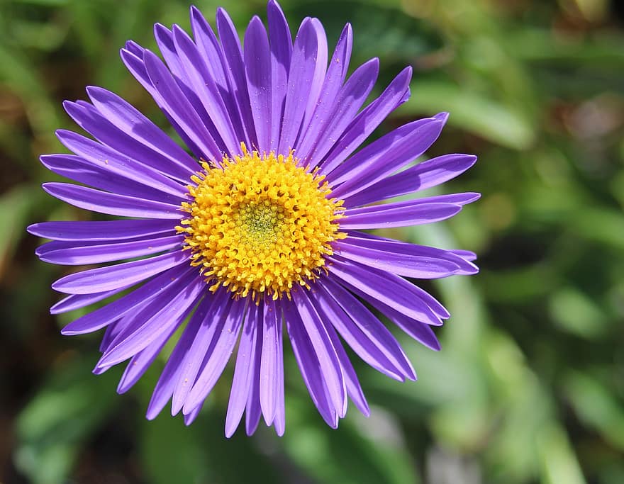 purpura zieds, alpu aster, aster, flora, raksturs, botānika, makro, tuvplāns, zieds, augu, vasarā