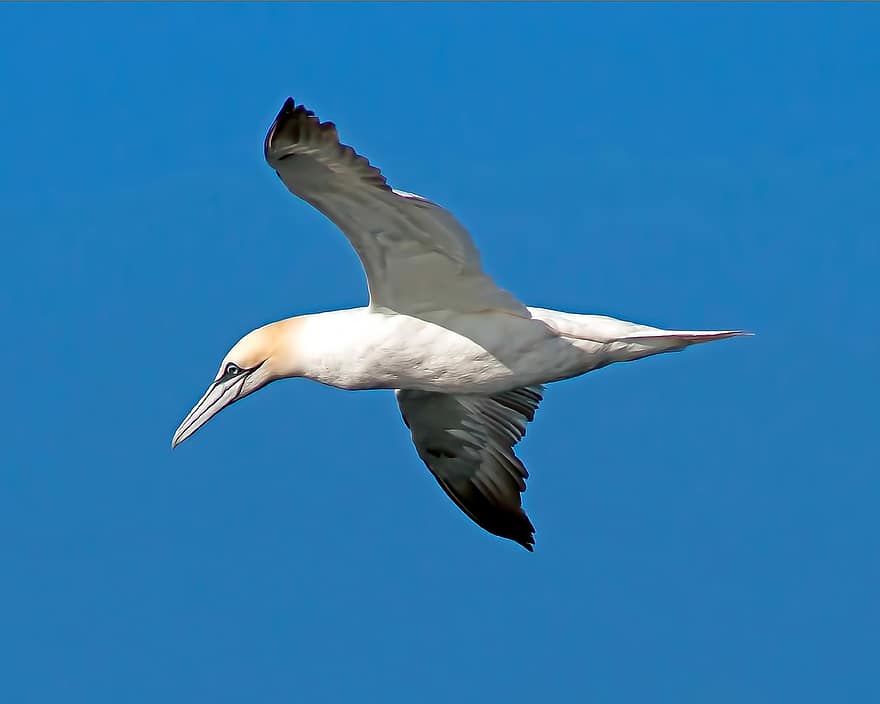 severní gannet, mořský pták, pták, létající pták, létající, modrý, zobák, zvířata ve volné přírodě, Pírko, racek, detail
