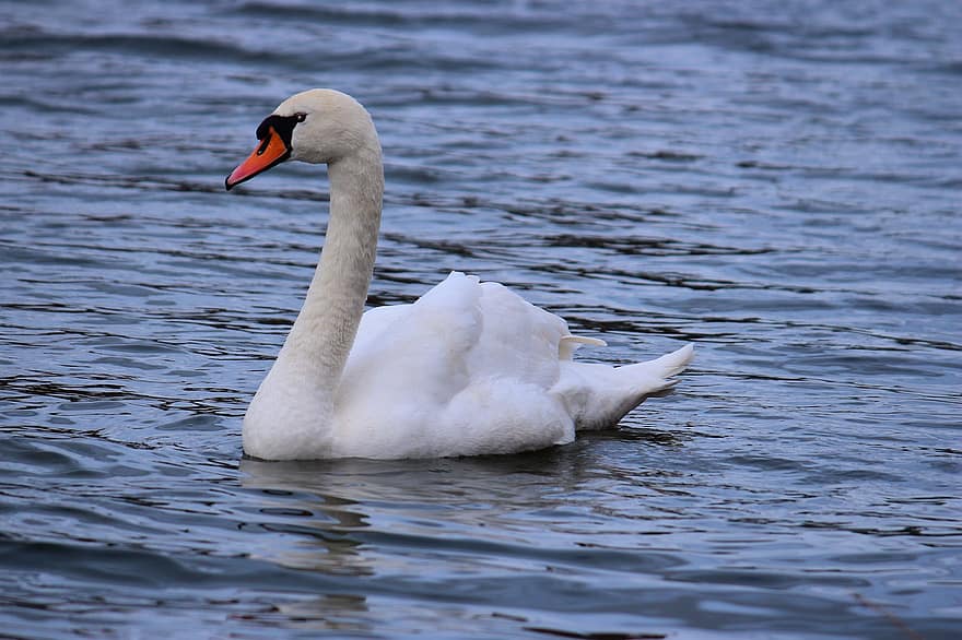 Swan, Bird, Waterfowl, Water Bird, Plumage, Feathers, Beak, Bill, Water, Swim, Lake