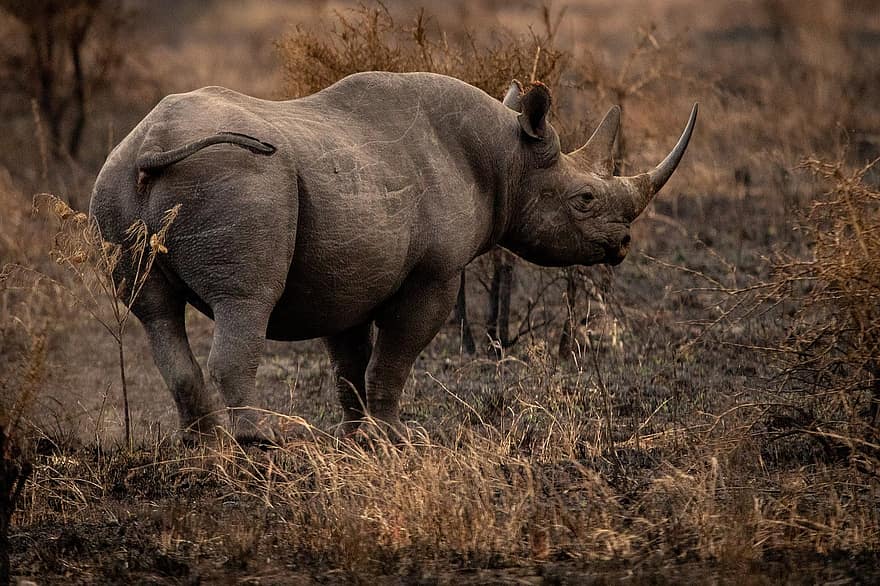 Rhinoceros, Rhino, Animal, Mammal, Zoo, Horns, Large Animal, Wildlife, Animal World, Nature, Wilderness