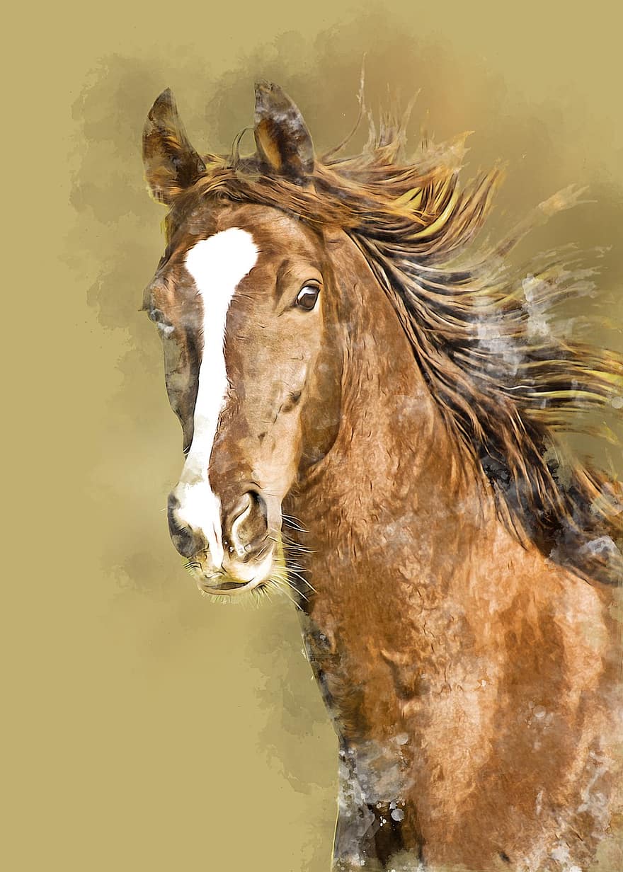 cavalo, animal, pura raça, natureza, pasto, equestre, juba, mamífero, campo, retrato, manipulação digital