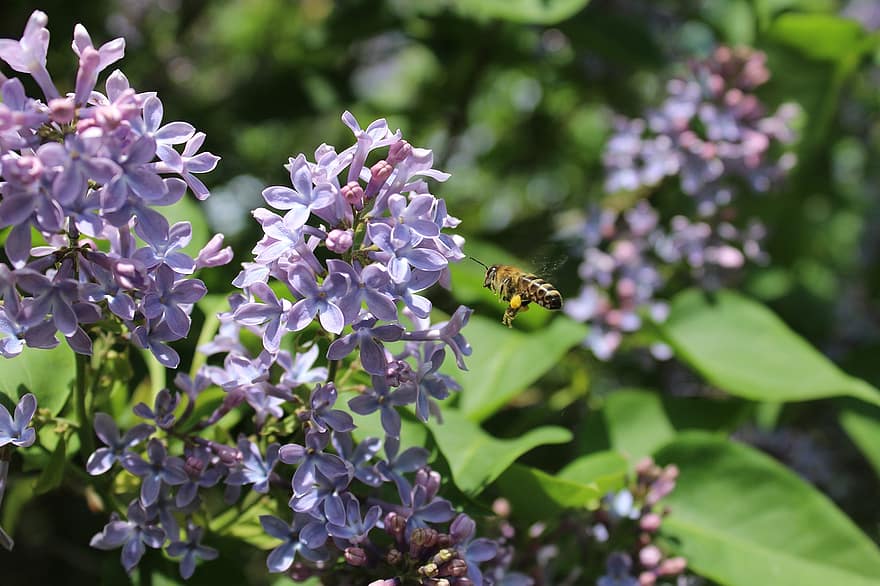 मधुमक्खी, लाइलक्स, बैंगनी फूल, फूल, पंखुड़ियों, बैंगनी रंग की पंखुड़ियाँ, कीट, पंखों वाले कीड़े, कलापक्ष, खिलना, वनस्पति