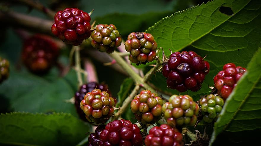 Blackberry, beri, buah-buahan, segar, organik, merapatkan, sehat, bisa dimakan, panen