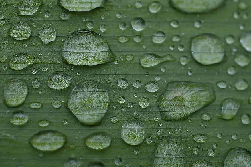 Yaprak, yağmur damlaları, su damlaları, damlacıkları, kapatmak, düşürmek, tazelik, bitki, makro, yeşil renk, arka