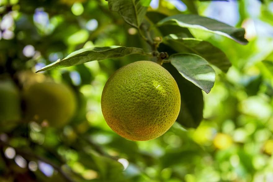 Lime, Fruits, Branches, Leaves, Foliage, Tree, Flora, Botany, Green